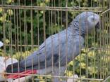 A Pair of Talking African Grey Parrots - photo 3