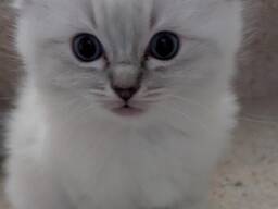 Absolutely beautiful Blue Mitted Ragdoll kittens. 1 X male and 1 X female