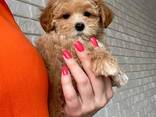 Adorable IKC Registered Female and male maltipoo Puppies for Sale - photo 2