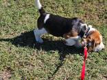 Adorable little beagle puppies for sale - photo 1