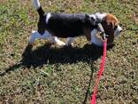 Adorable little beagle puppies for sale - photo 2
