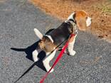 Adorable little beagle puppies for sale - photo 3
