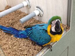 Adorable Macaw parrot