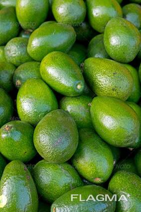 Avocado fruits available