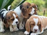 Beautiful beagle puppies for sale - photo 2