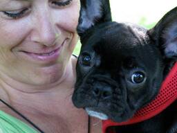 Beautiful female and male French Bulldog puppies