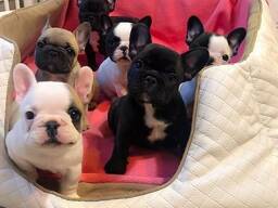 Beautiful litter French bulldog puppies for sale