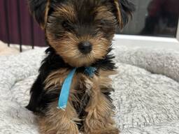 Beautiful miniature Yorkshire terrier puppies ready to find good loving homes.
