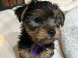Beautiful miniature Yorkshire terrier puppies ready to find good loving homes. - photo 1
