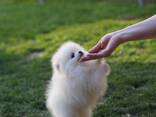 Beautiful Playfull Pomeranian for Spzit - photo 1