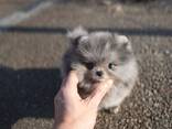 Beautiful Pomeranian puppies Available - photo 1