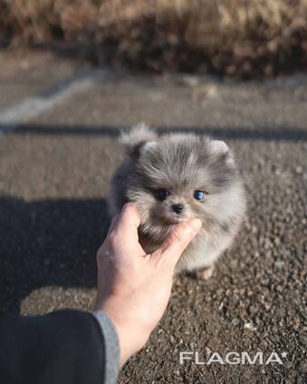 Beautiful Pomeranian puppies Available