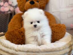 Beautiful Pomeranian Spitz puppies for sale