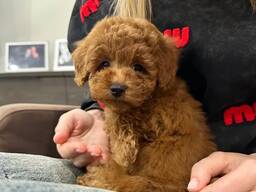 Beautiful purebred toy poodle mini puppies looking for their forever homes.