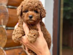 Beautiful Toy Poodle puppies : two males and two females.