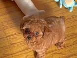 Beautiful Toy Poodle puppies : two males and two females. - photo 3