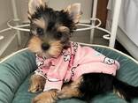 Beautiful Yorkshire terriers puppies for sale - photo 2