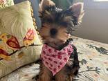 Beautiful Yorkshire terriers puppies for sale - photo 3