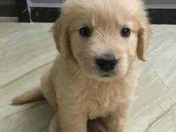 Bueatiful Labrador Retriever