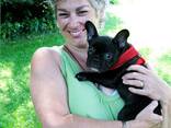 Beautiful female and male French Bulldog puppies - photo 1