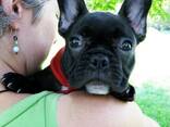 Beautiful female and male French Bulldog puppies - photo 2