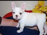 Beautiful female and male French Bulldog puppies - photo 3