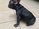 French Bulldog puppies for sale - photo 1