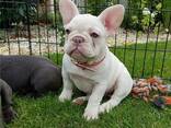 French Bulldog puppies for sale - photo 2