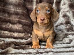 Friendly Dachshund Puppy
