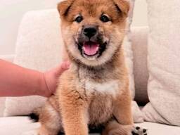 Friendly Shiba Inu