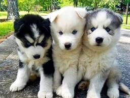 Friendly Siberian Husky Puppies