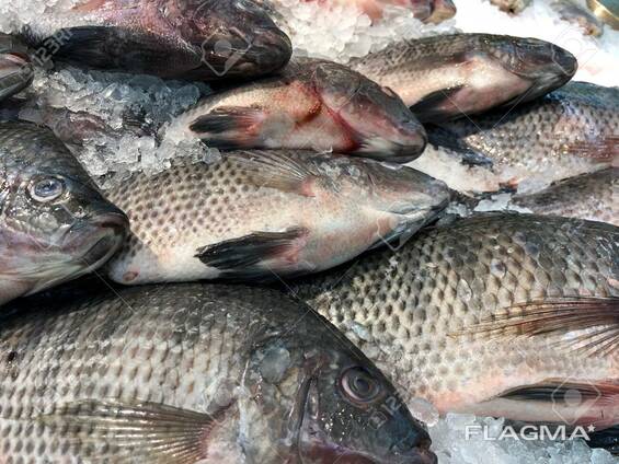 Frozen tilapia