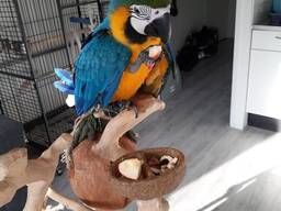 Happy Macaw parrot