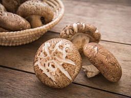 Hot Sale Log White Flower Mushroom / Dry Shiitake /hot Sale Dried Mushroom