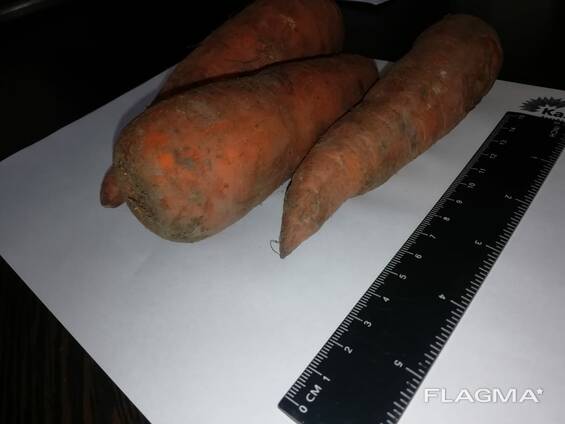 Carrots wholesale Kazakhstan