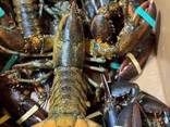 Lobsters - photo 1