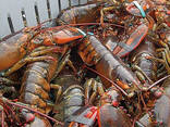 Lobsters - photo 1