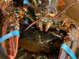 Lobsters - photo 3