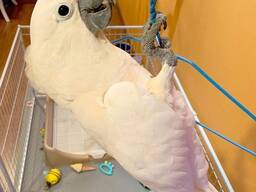 Love Cockatoo parrot