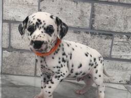 Love Dalmatian Puppy
