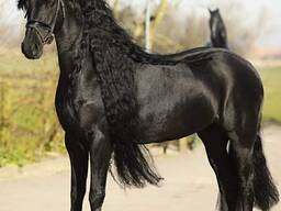 Love Friesian Horse