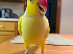Love Parakeet parrot