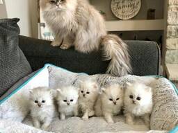 Love Persian kittens