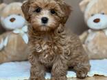 Lovely maltipoo puppies - photo 3