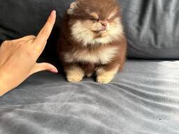 Male and female Pomeranian puppies for sale.