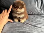 Male and female Pomeranian puppies for sale. - photo 2