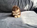 Male and female Pomeranian puppies for sale. - photo 3