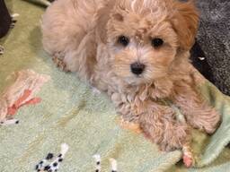 Maltipoo puppies looking for their forever homes