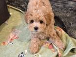 Maltipoo puppies looking for their forever homes - photo 1