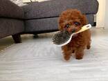 Miniature Toy Poodle puppies for sale - photo 2